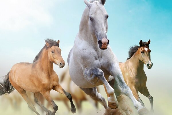 Una manada de caballos contra el cielo