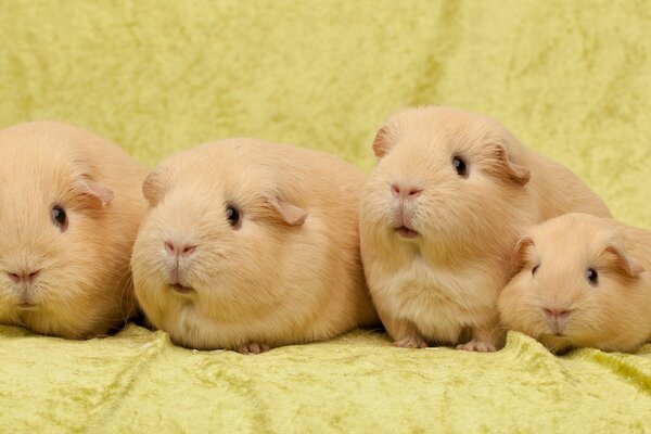 Conejillos de Indias lindos sobre fondo amarillo