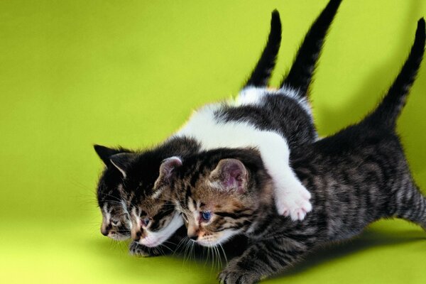 Tres lindos gatitos sobre un fondo verde