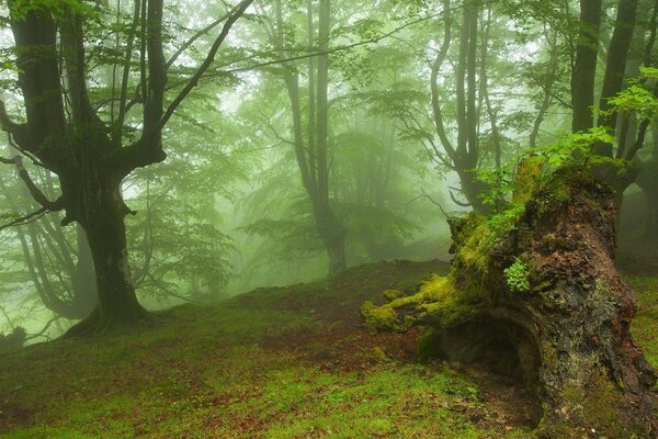 Wald mit einem sumpfigen Gelände