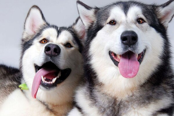 Dois cães adultos sorrindo