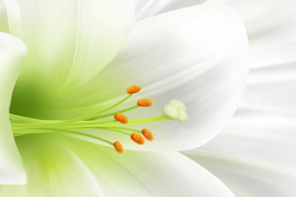 Drawing of a white lily flower