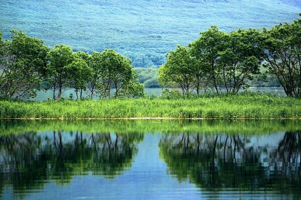 Trees and grass reflected in the lake