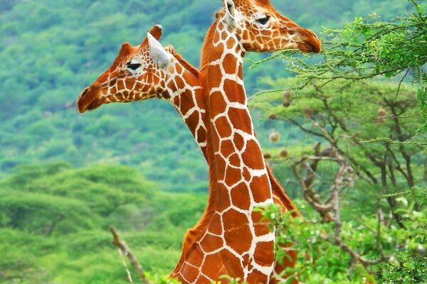 Coppia di giraffe in natura