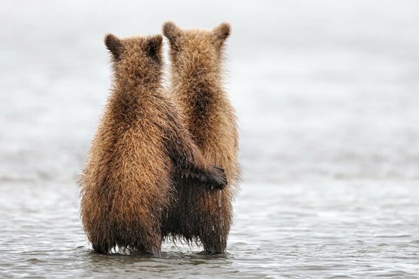 Ours debout en plein air sous la pluie