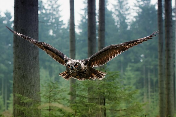 Owl while hunting in the forest