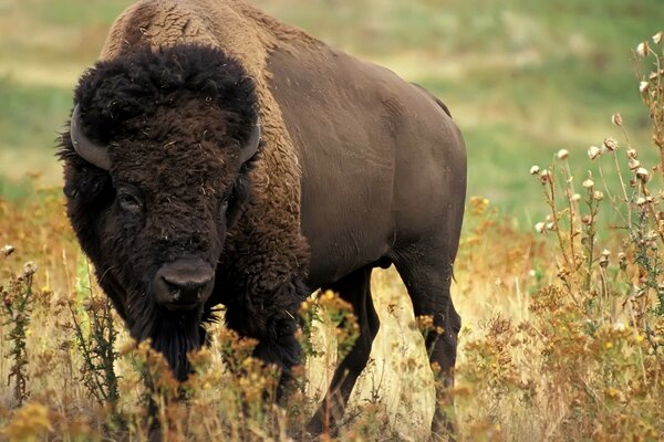 Ein großer Bison steht inmitten des Grases