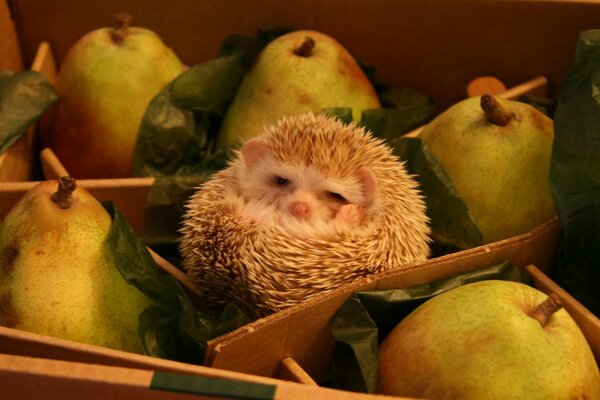 El erizo encontró comida en forma de manzana