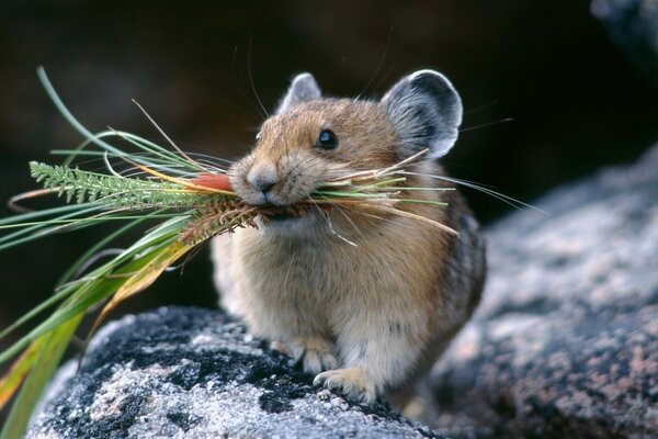 Wild hamster with a bouquet of herbs in his teeth in a natural environment