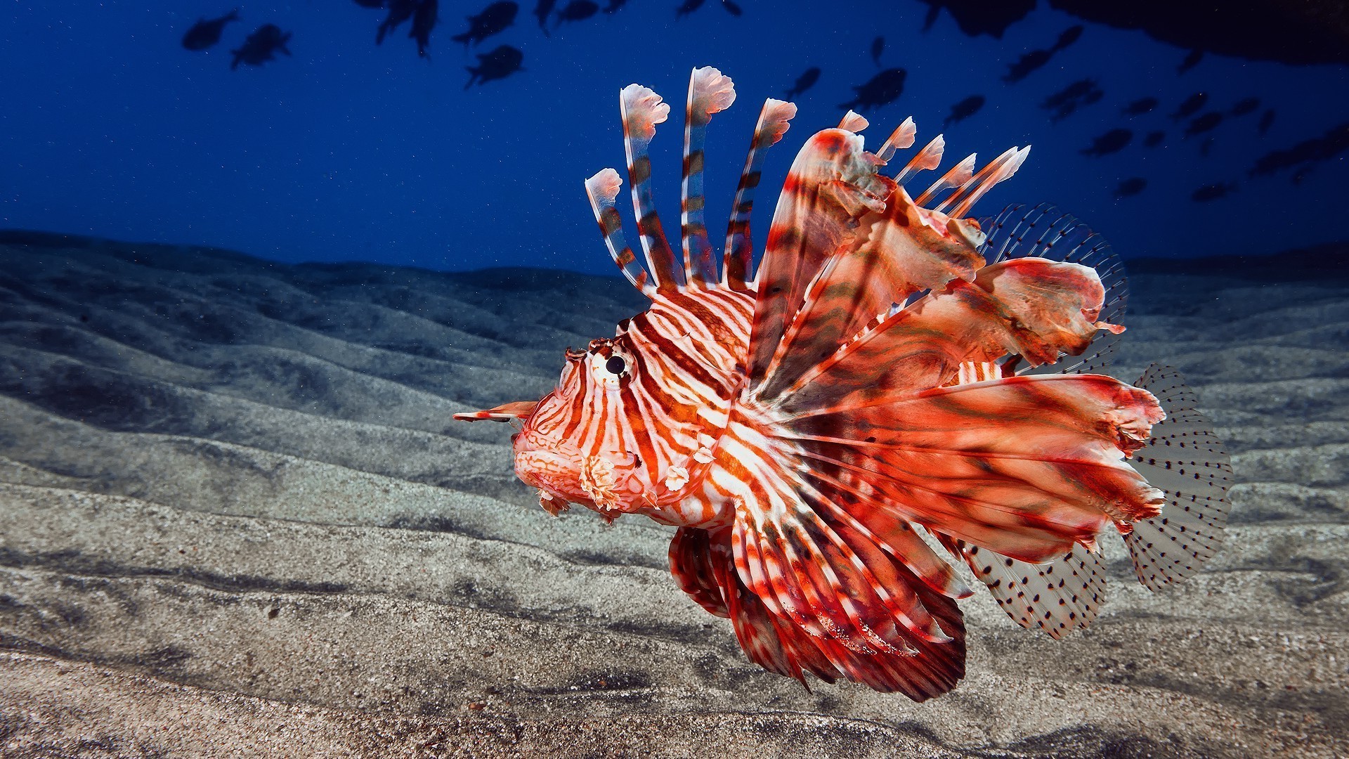 zwierzęta podwodny tropikalny ocean morze natura woda ryby egzotyczne morskie na zewnątrz