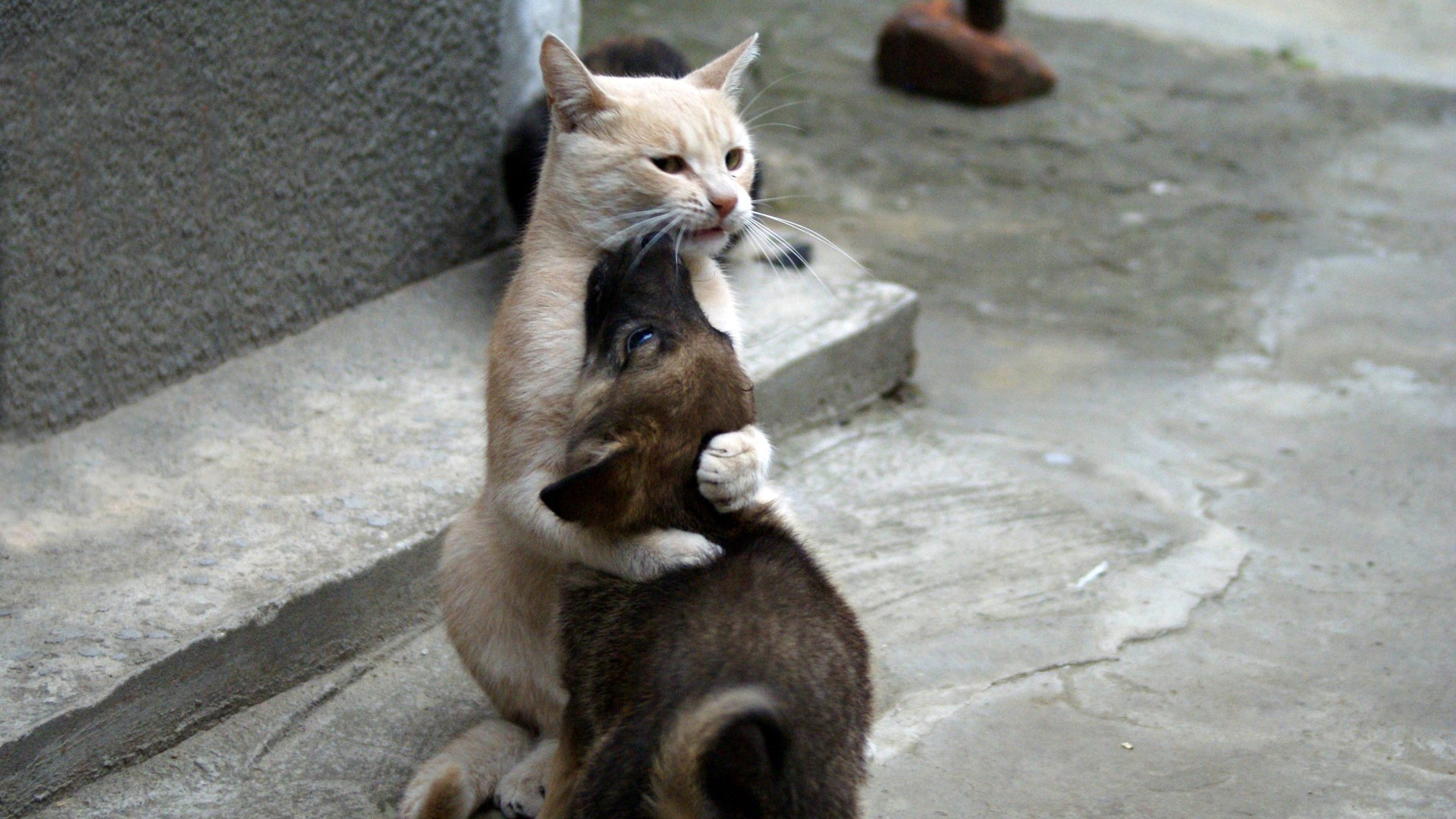 hayvanlar memeli kedi hayvan sevimli doğa kürk tarama portre evde beslenen hayvan küçük genç göz gri komik yaban hayatı açık havada