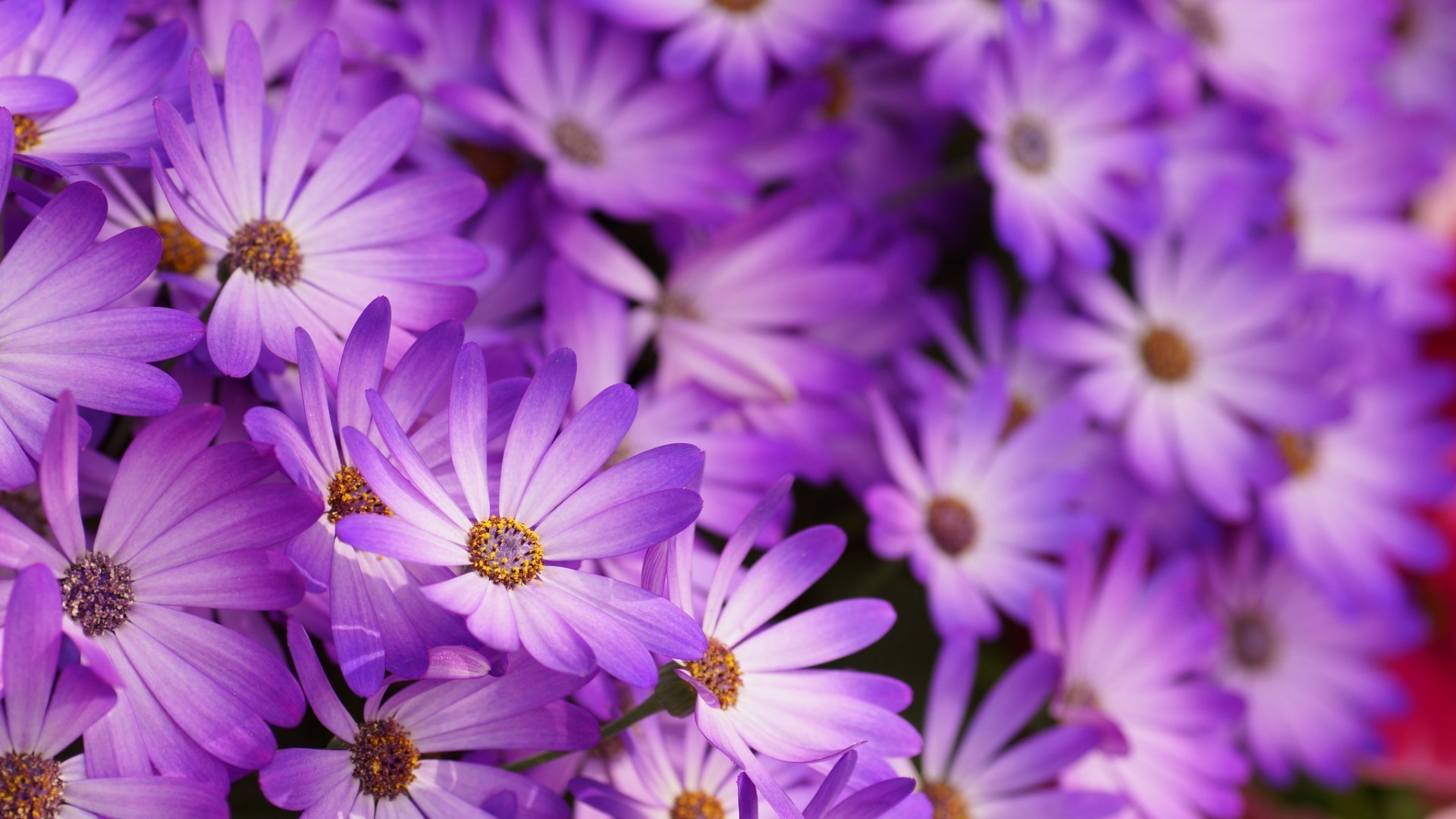 çiçekler çiçek doğa çiçek flora petal çiçek açan bahçe yaz renk parlak yaprak yakın çekim