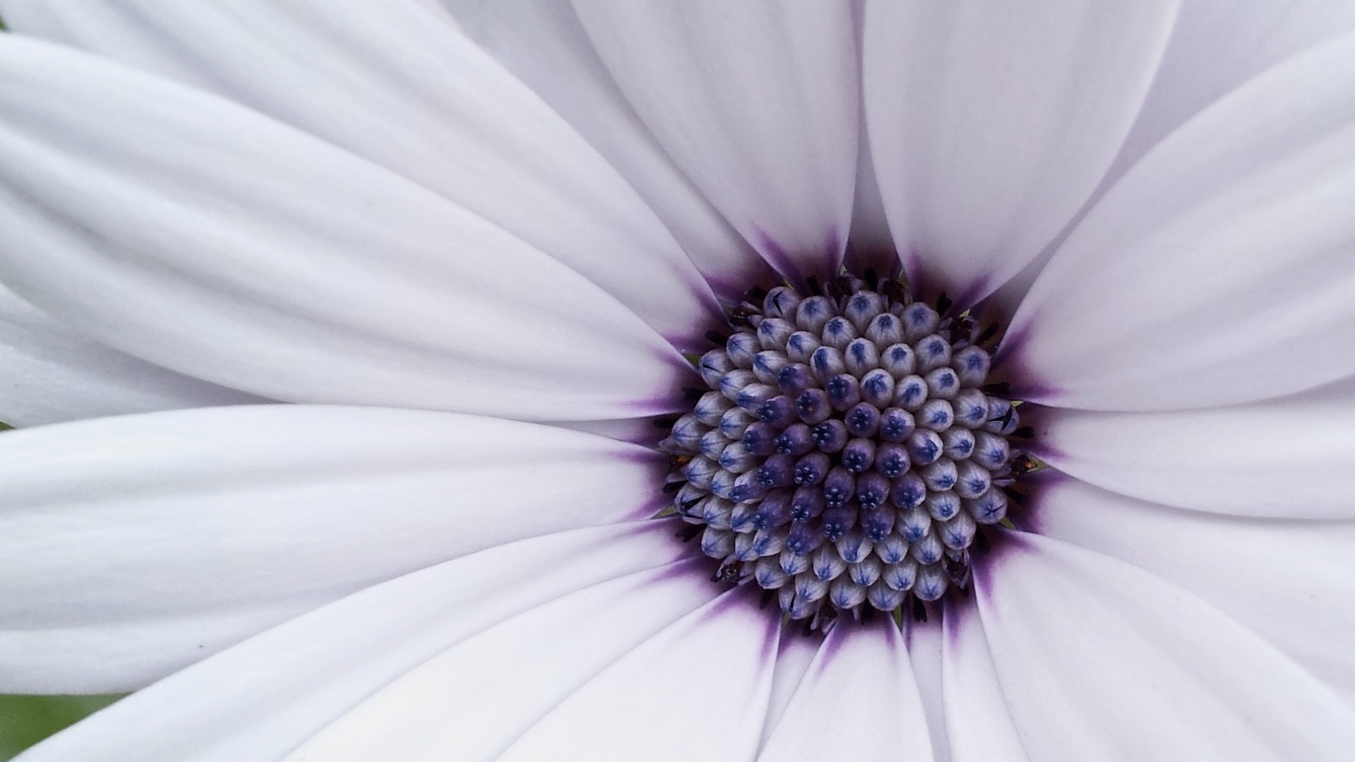 çiçekler çiçek doğa renk yaz parlak flora güzel yakın çekim