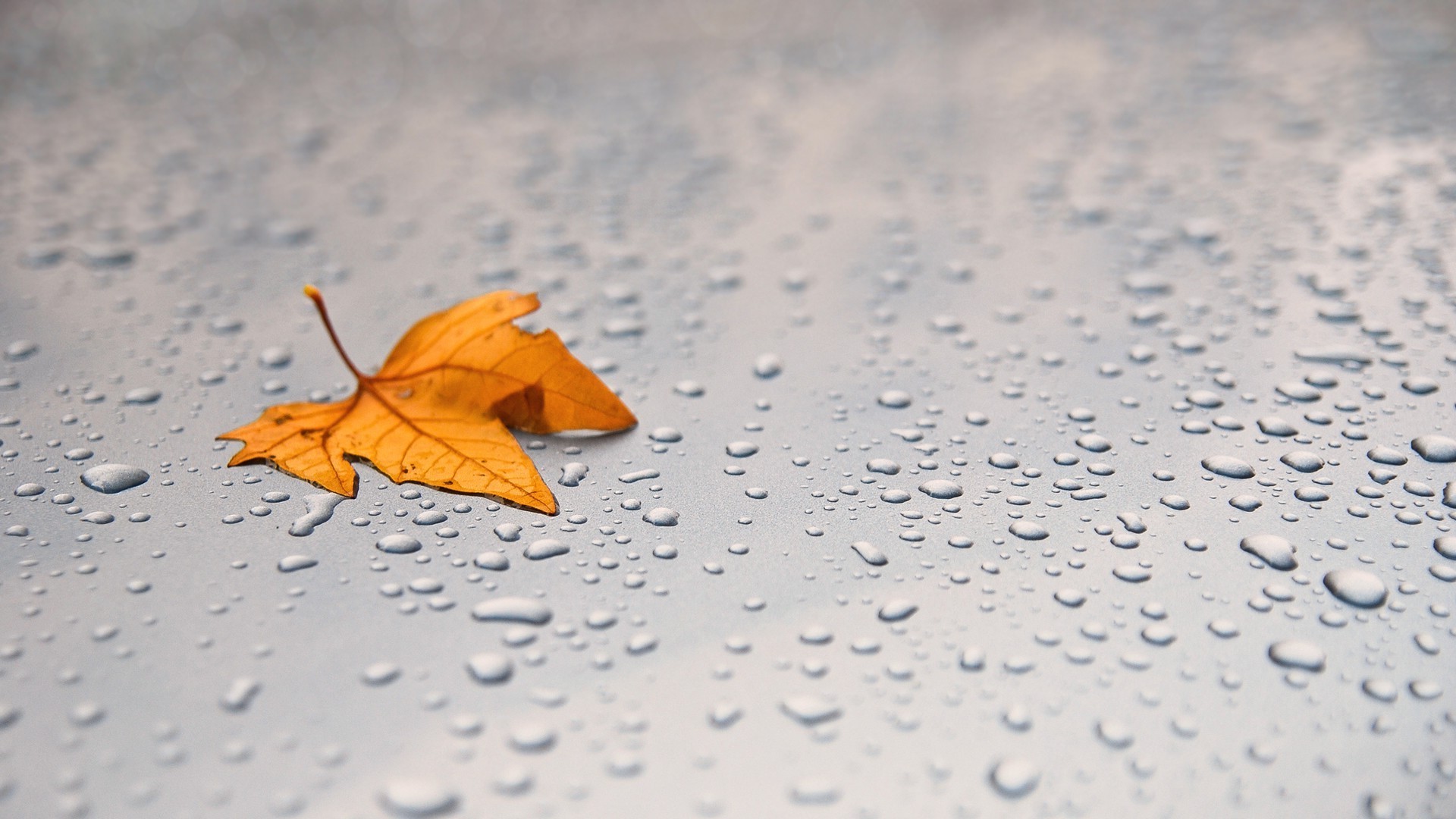 goccioline e acqua natura morta sfocatura pioggia autunno carta desktop foglio