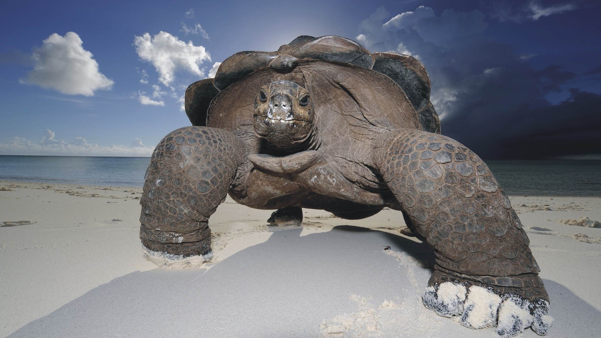 animais água oceano mar natureza praia sozinho frio neve viajar inverno