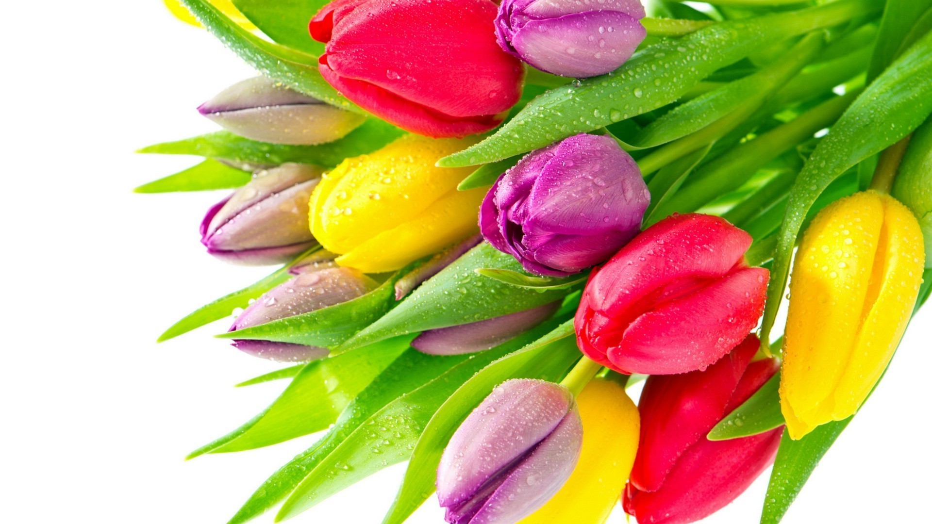 tulips nature leaf tulip isolated garden easter flora bright color flower summer bouquet close-up floral