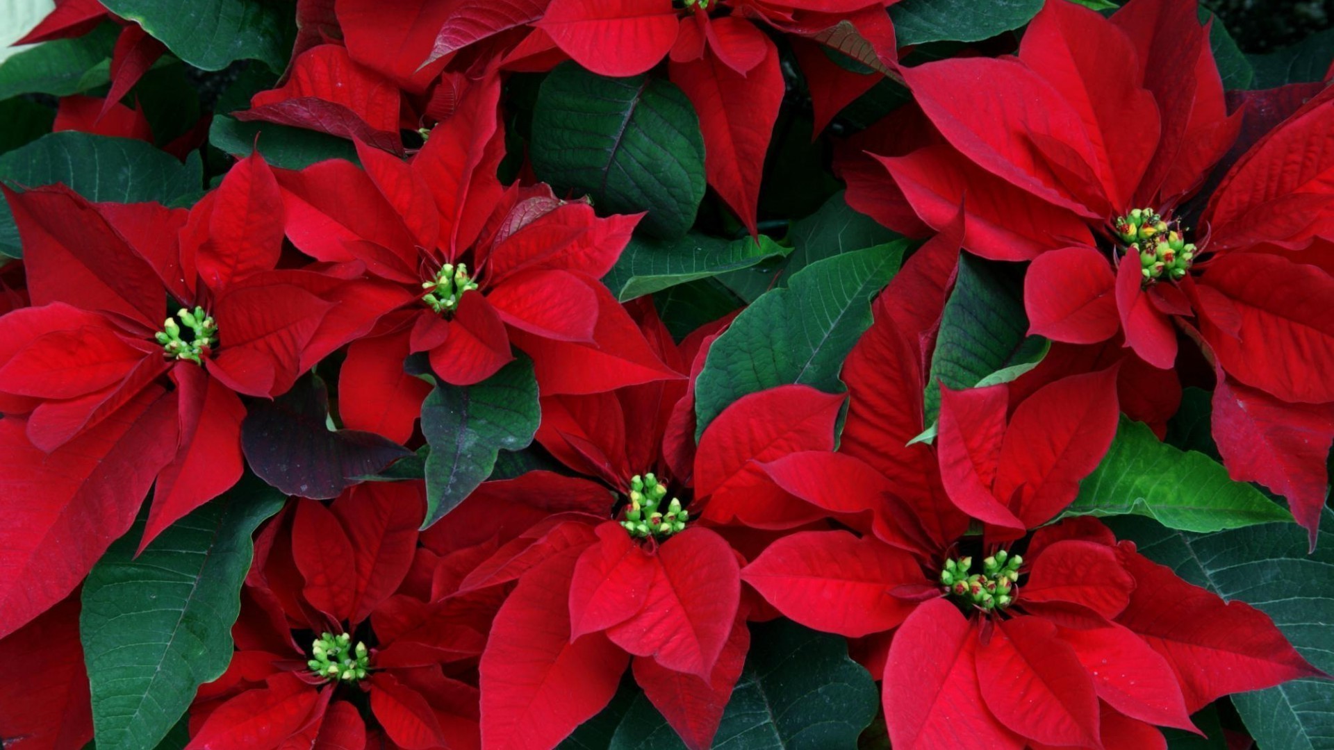 fleurs fleur nature poinsettia flore feuille jardin bluming été pétale décoration floral cadeau croissance bouquet couleur saison botanique rose