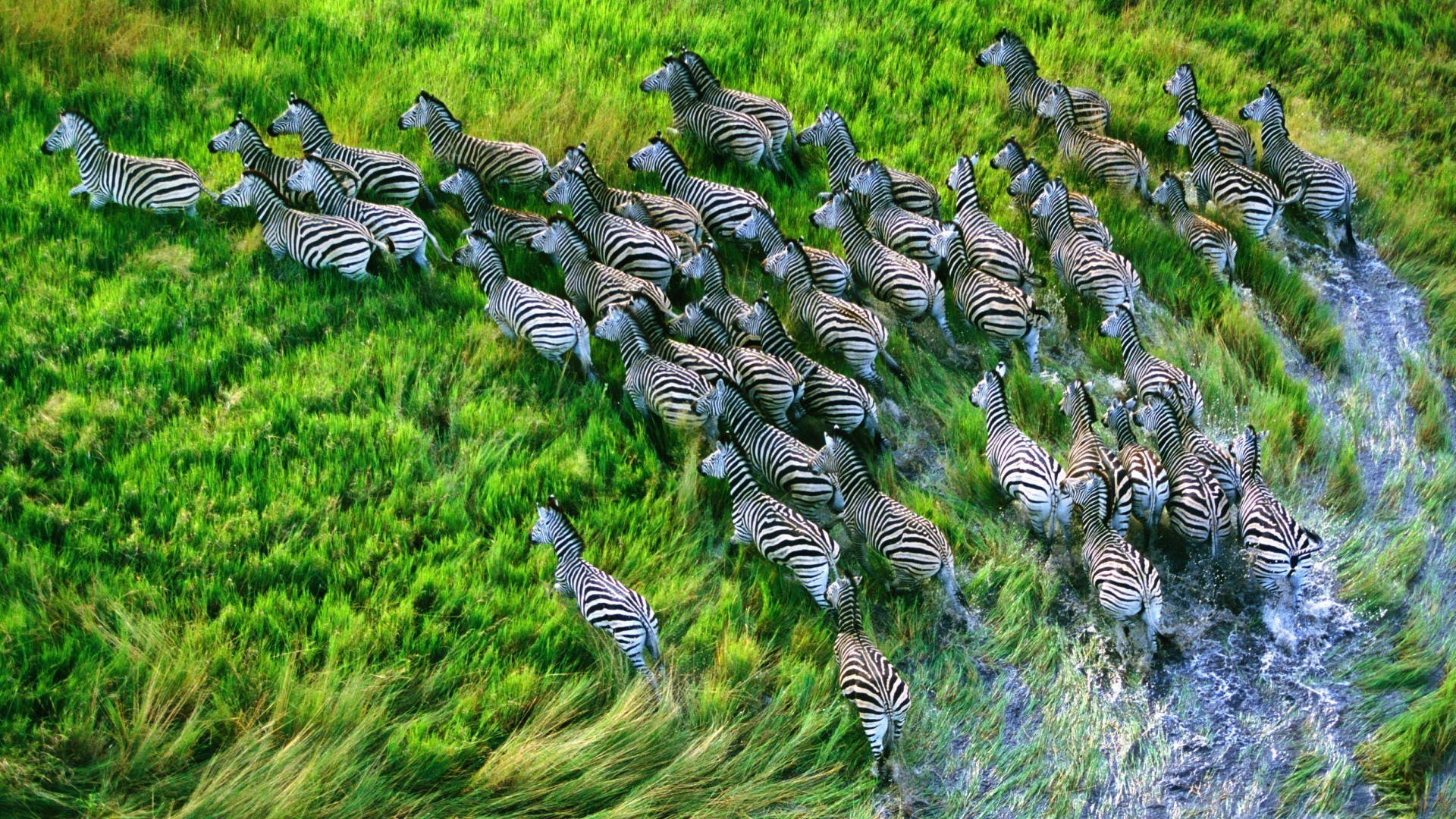 zebra nature grass wild park animal wildlife environment outdoors desktop