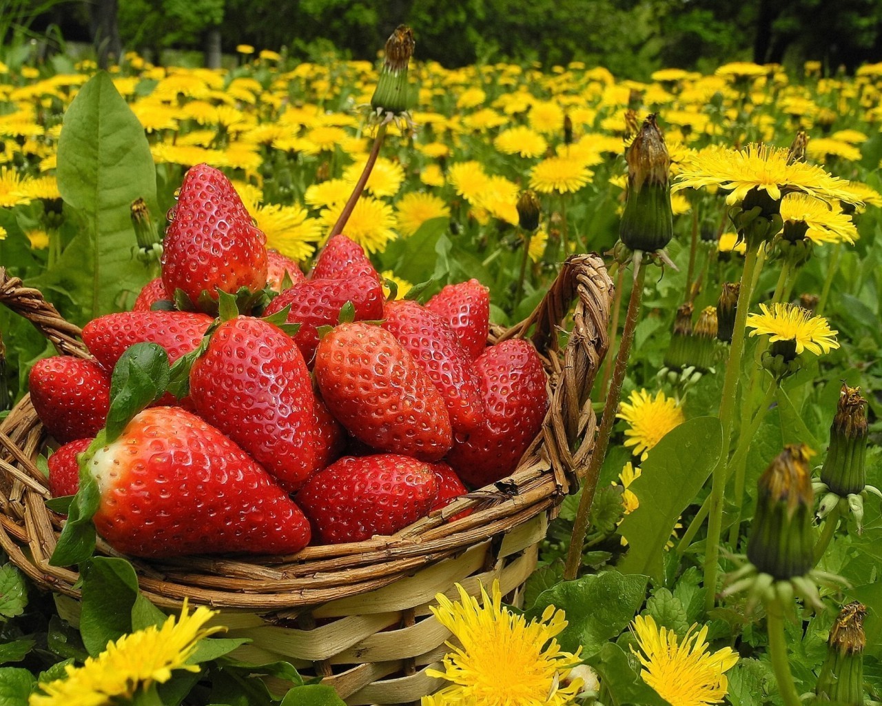 beeren natur blatt sommer garten weide obst erdbeere essen im freien landwirtschaft farbe hell saftig