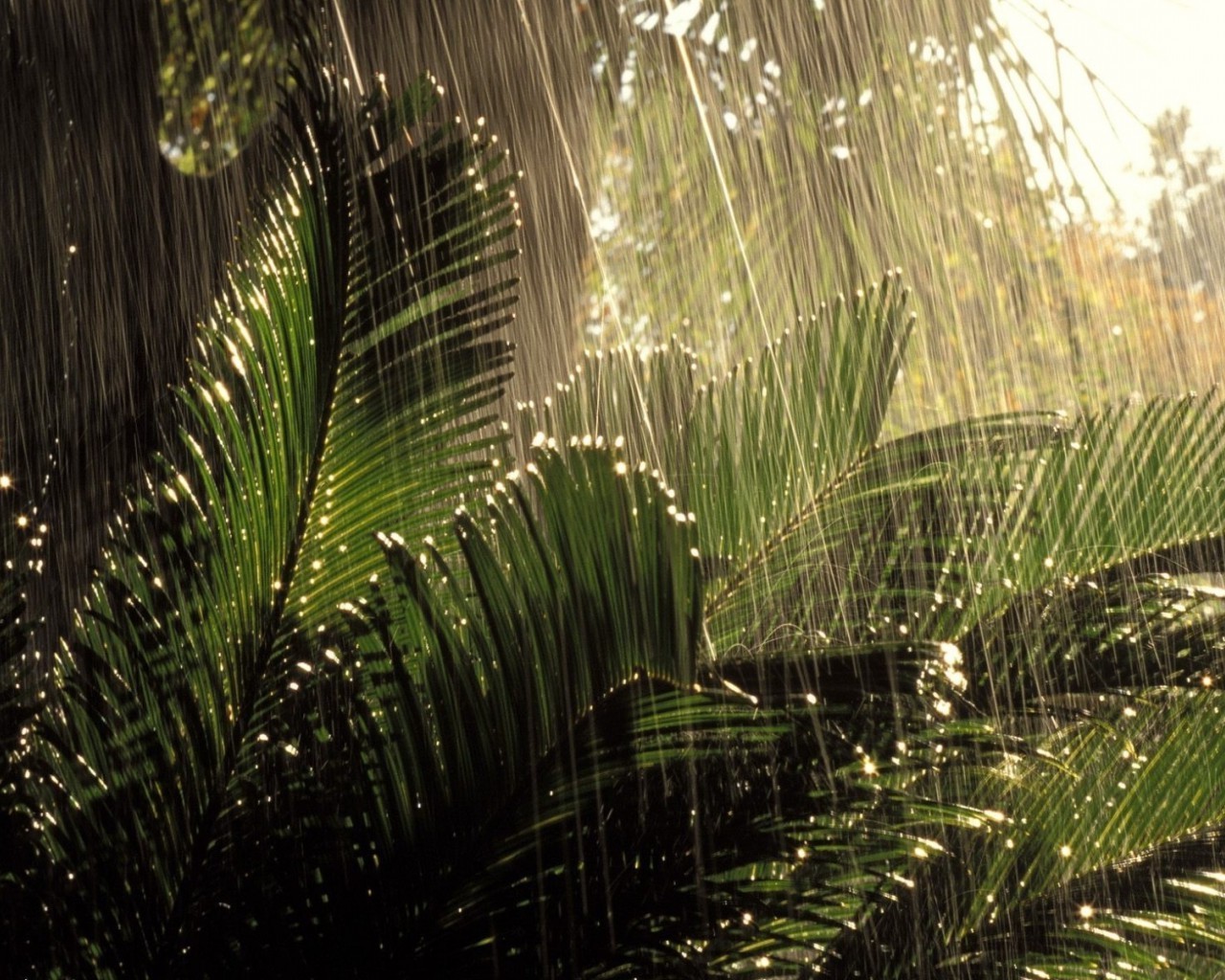 été feuille nature palmiers à l extérieur tropical arbre croissance voyage