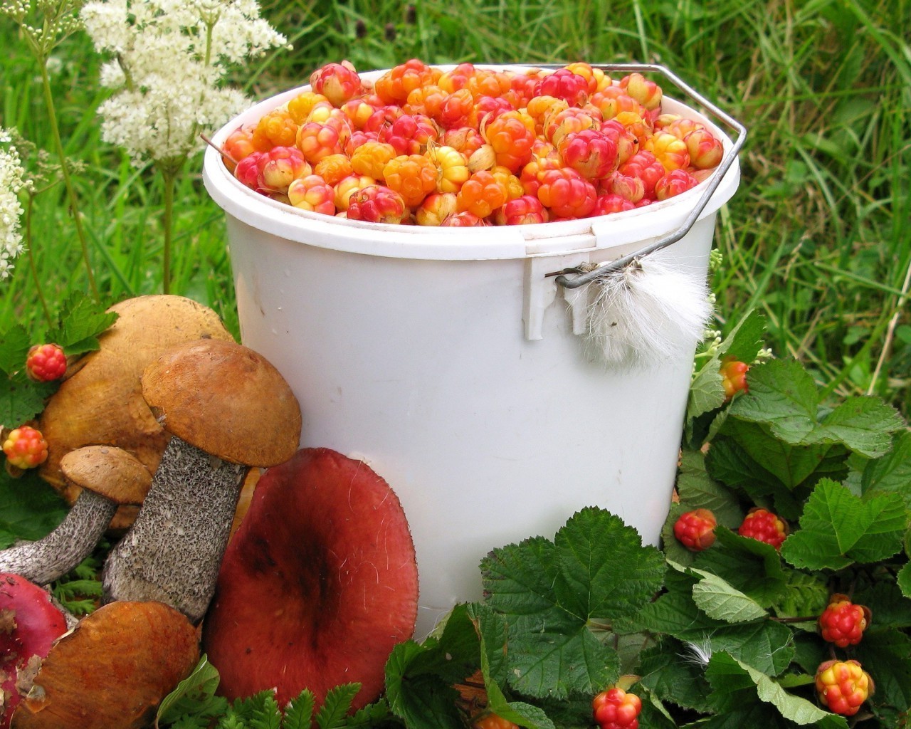 beeren essen obst schüssel gesund aus holz blatt essen beere lecker gemüse gesundheit herbst glas ernährung