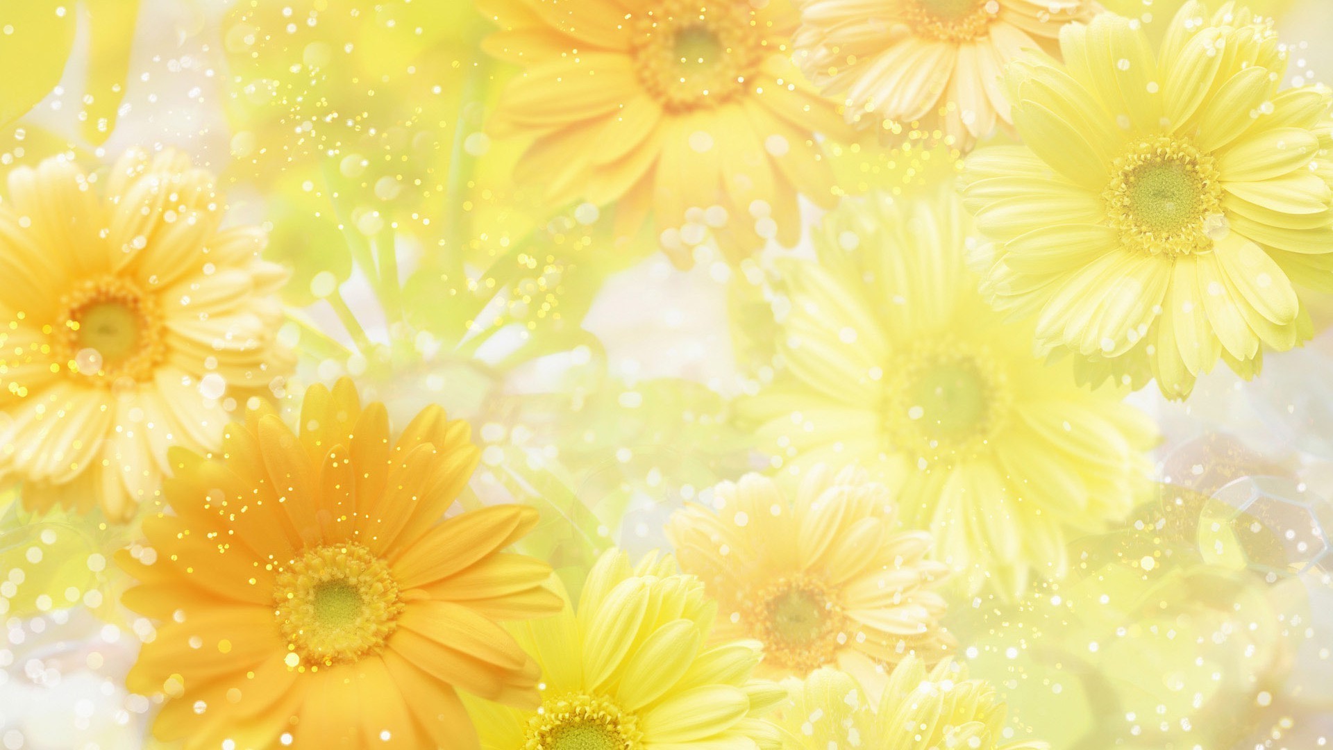 flowers flower floral color nature petal flora beautiful decoration summer bright desktop leaf blooming