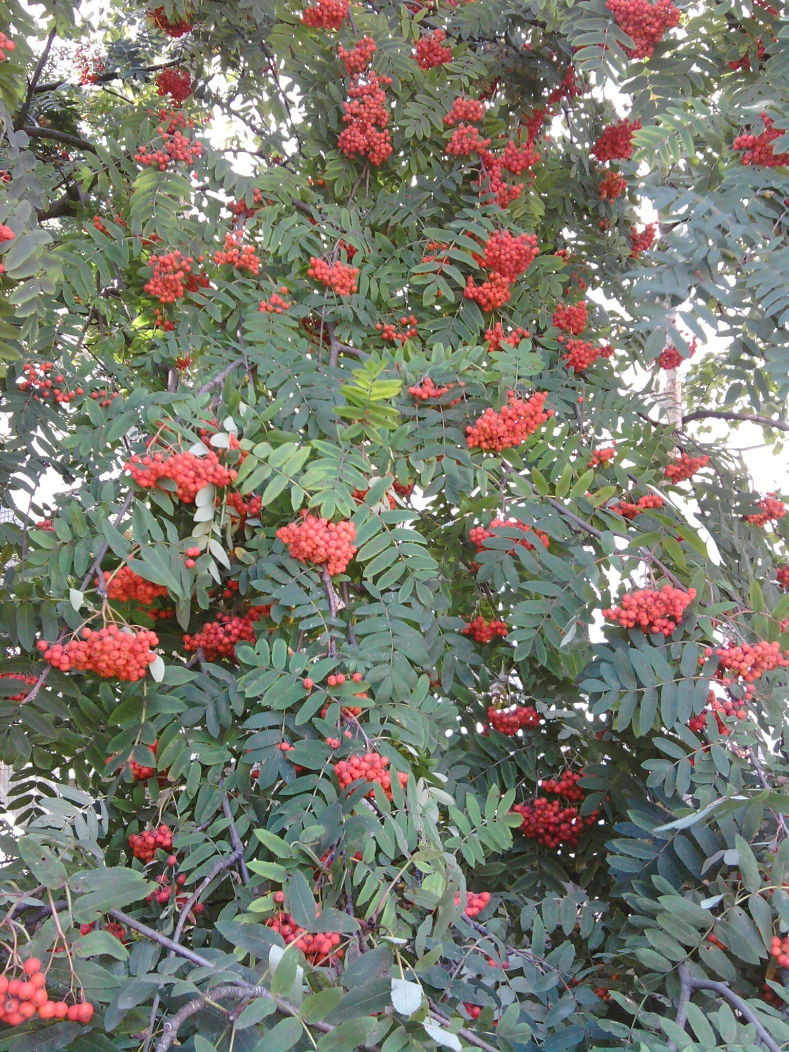 alberi albero arbusto ramo foglia fiore stagione bacca flora natura sorbo decorazione giardino sorbo colore evergreen frutta inverno rosa floreale