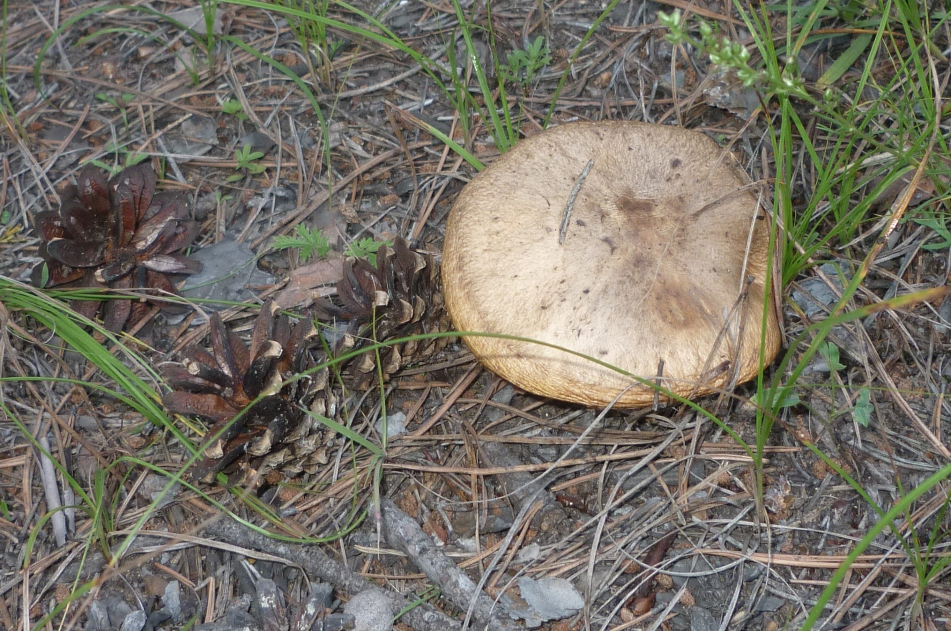 osobiste zdjęcia grzyb grzyb natura drewno jedzenie jesień trawa flora na zewnątrz ziemia środowisko drzewo pulpit borowik zbliżenie liść sezon