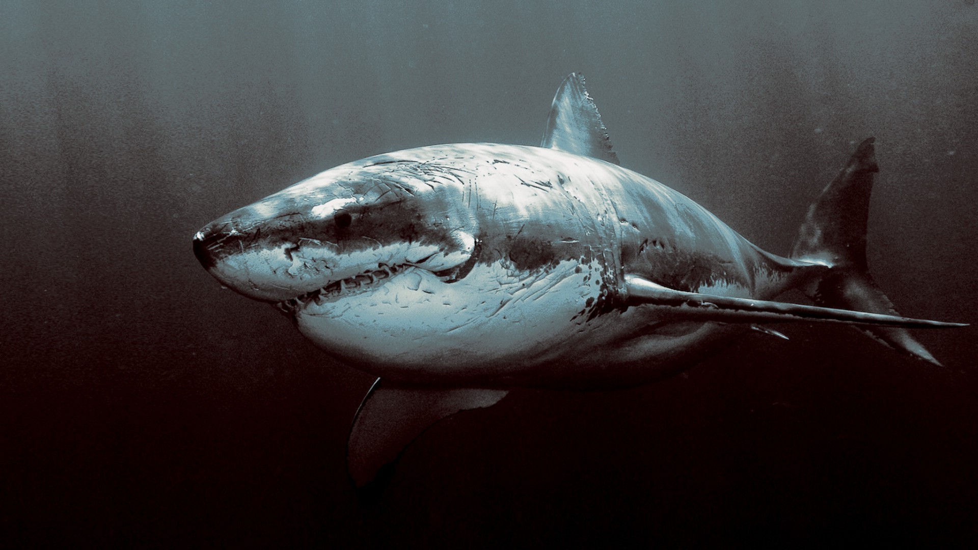 animales peces tiburón submarino solo agua mar océano