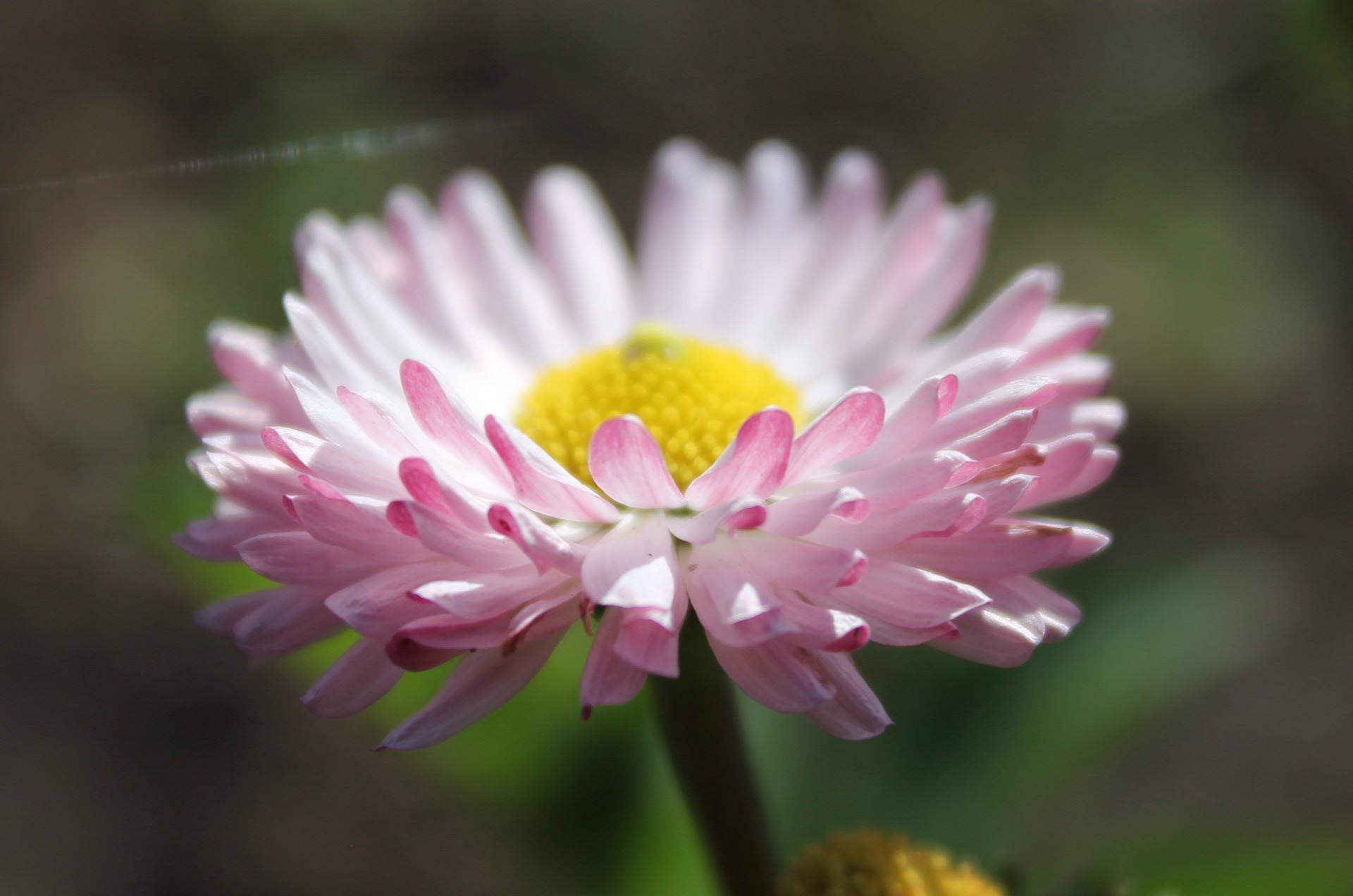 çiçekler doğa çiçek flora bahçe çiçek açan petal çiçek yaprak yakın çekim renk yaz güzel açık havada parlak