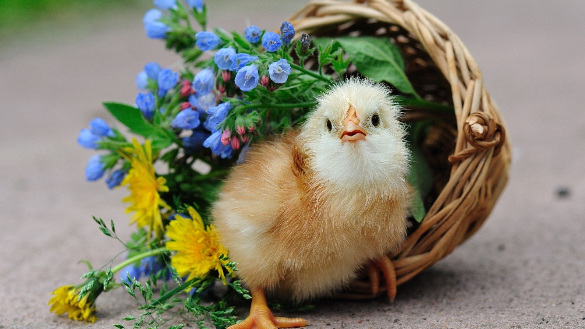 animales pascua cesta naturaleza pequeño lindo hierba huevo