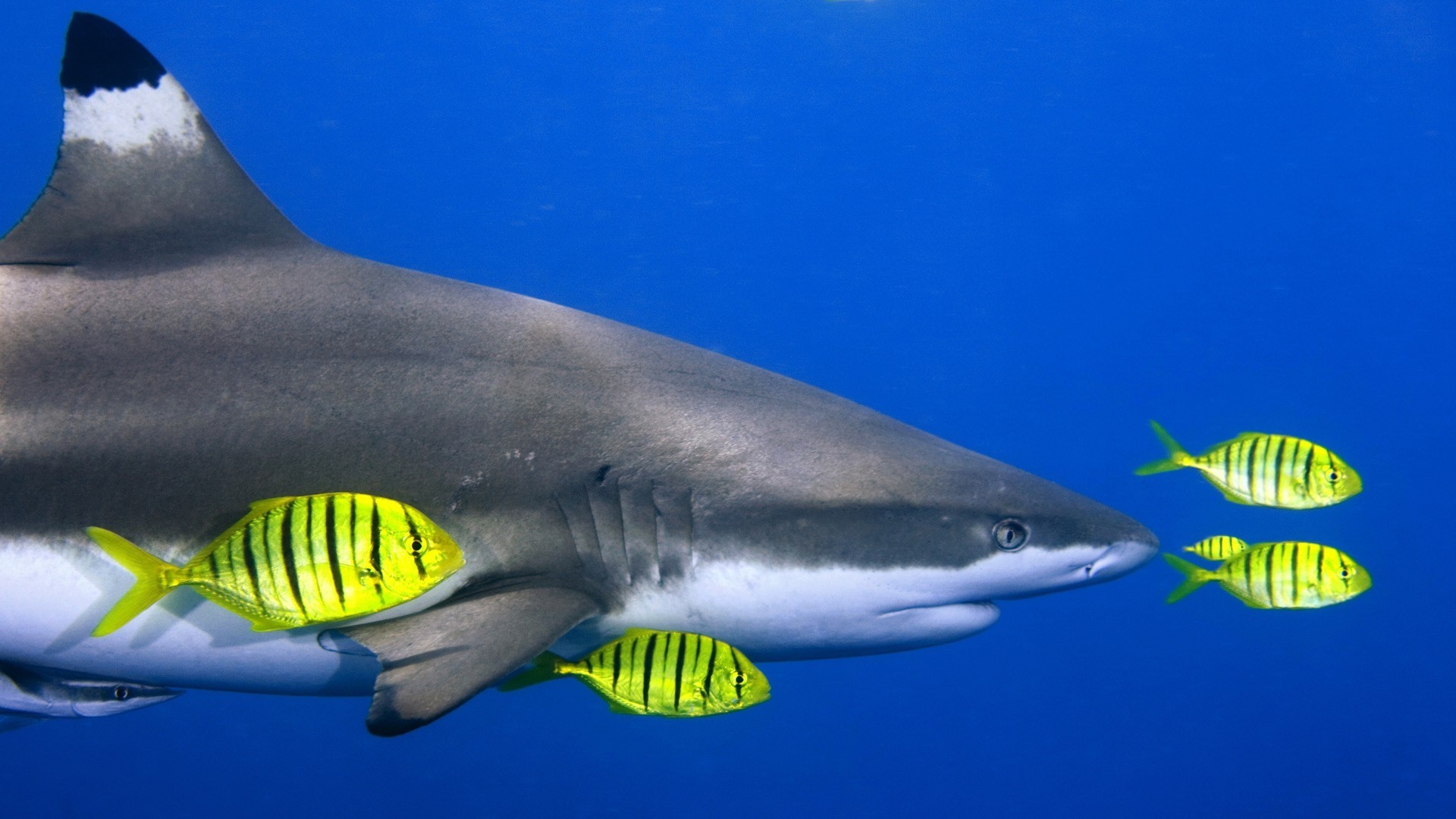 animaux sous-marin poissons requin eau océan faune lumière du jour unique mer natation nature à l extérieur plongée environnement vue latérale voyage récif