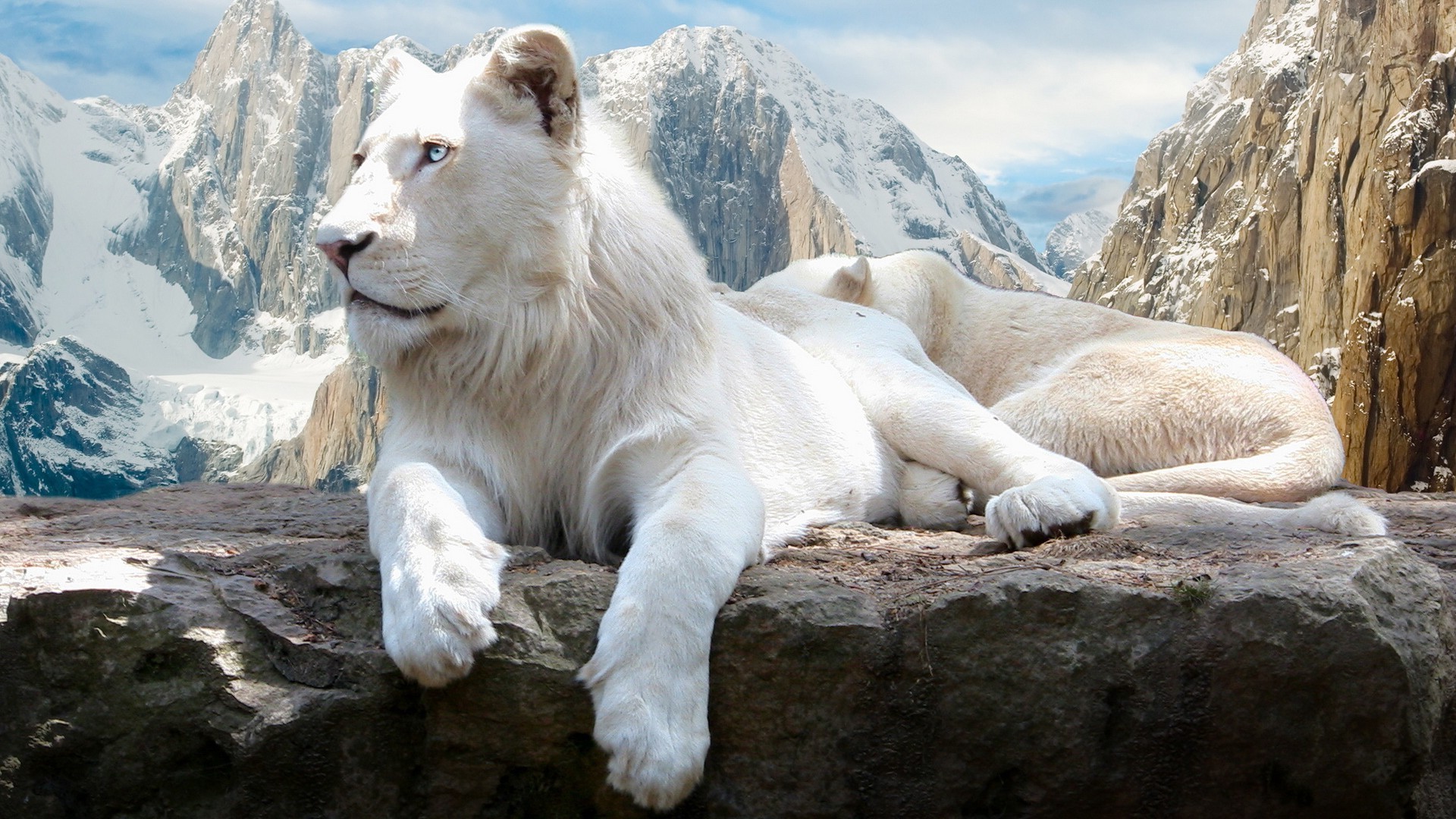 lions nature neige à l extérieur rock montagnes voyage sauvage mammifère