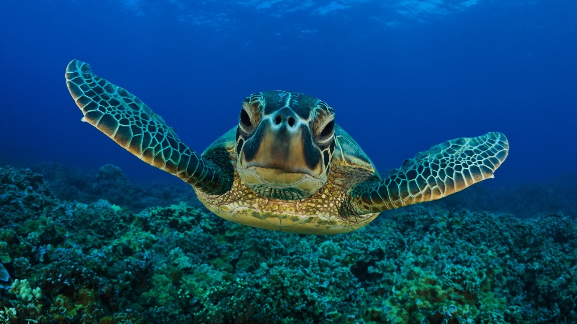 animaux sous-marin corail nature océan mer récif tropical natation la faune poissons plongée en apnée tortue marine plongée animal eau plongée sous-marine aquatique