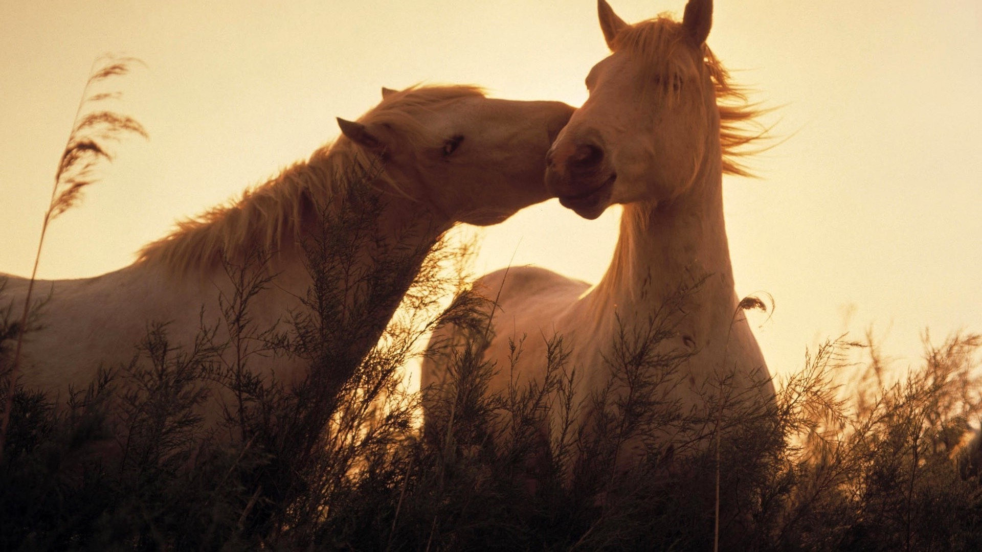 horses mammal cavalry animal nature portrait one sky sunset outdoors farm landscape two livestock desert travel mare beautiful