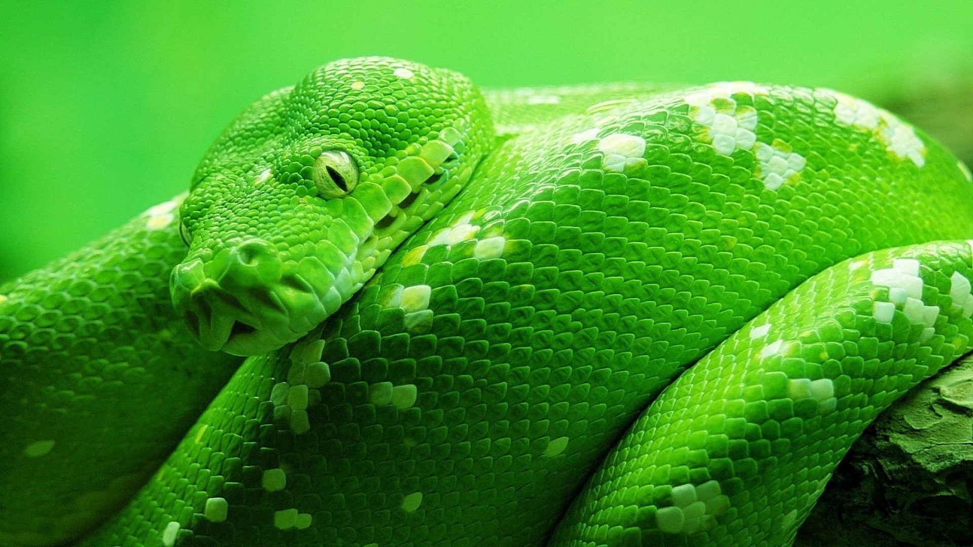 tiere schlange gazoo python viper boa exotisch tierwelt vene gift skala natur gleiten tier tropisch zoologie herpetologie raubtier tödlich klapperschlange haustier