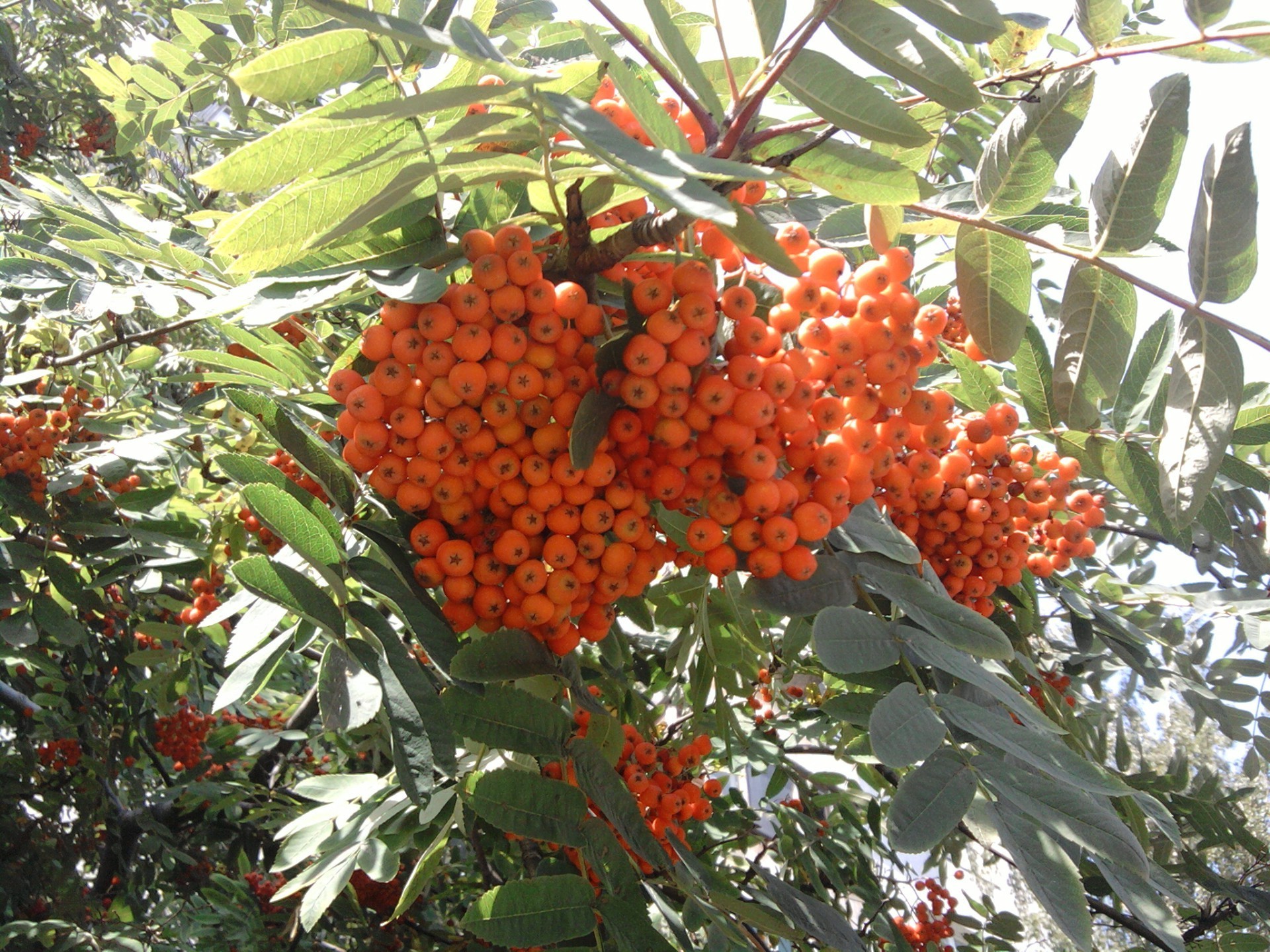 baies arbre fruits branche feuille nature arbuste cluster flore jardin sorbier sorbier frêne à l extérieur couleur fleur nourriture saison baie été