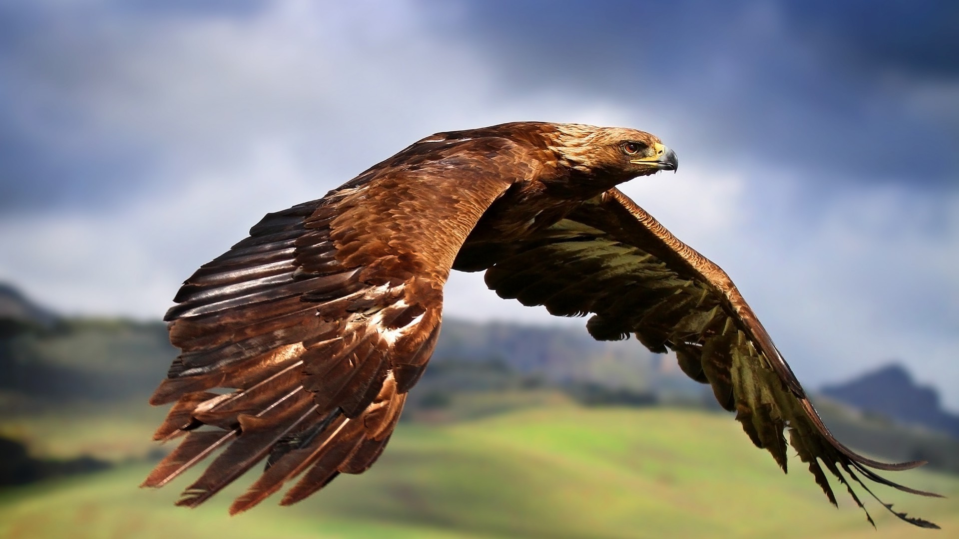 tiere raptor adler vogel wildtiere beute hock natur falkenjagd falke geier weißkopfseeadler glatze kite wild im freien raubtier tier feder pracht