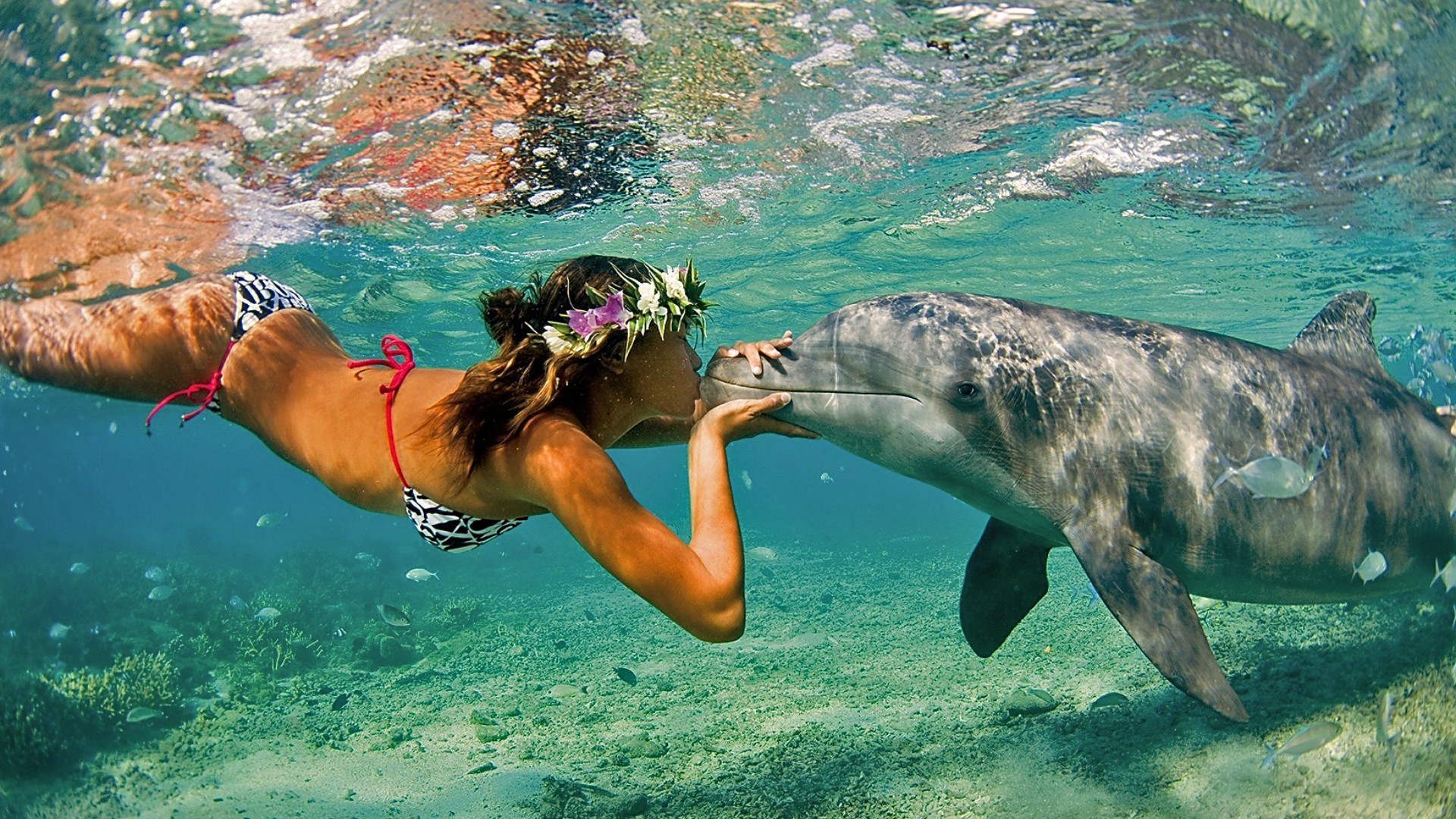 les habitants des océans et des rivières eau natation sous-marin océan mer snorkeling nature tropical été plongée sous-marine humide loisirs loisirs voyage poissons vacances plaisir