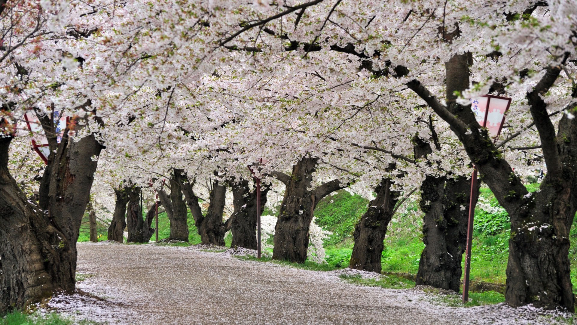 arbres arbre branche nature paysage saison cerise flore fleur parc à l extérieur feuille printemps croissance rural environnement été jardin