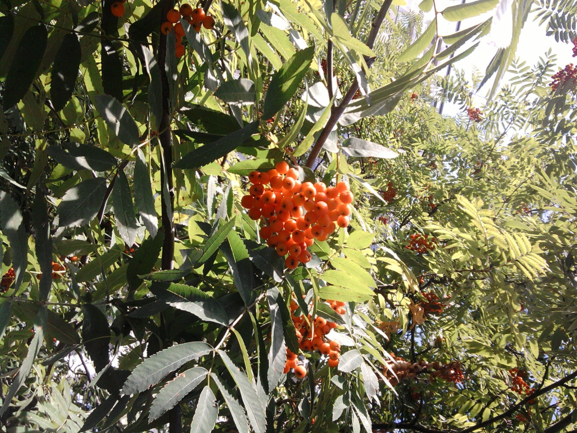 bagas árvore folha flora frutas natureza jardim ramo flor arbusto agricultura comida cor ao ar livre verão temporada brilhante crescimento fazenda baga