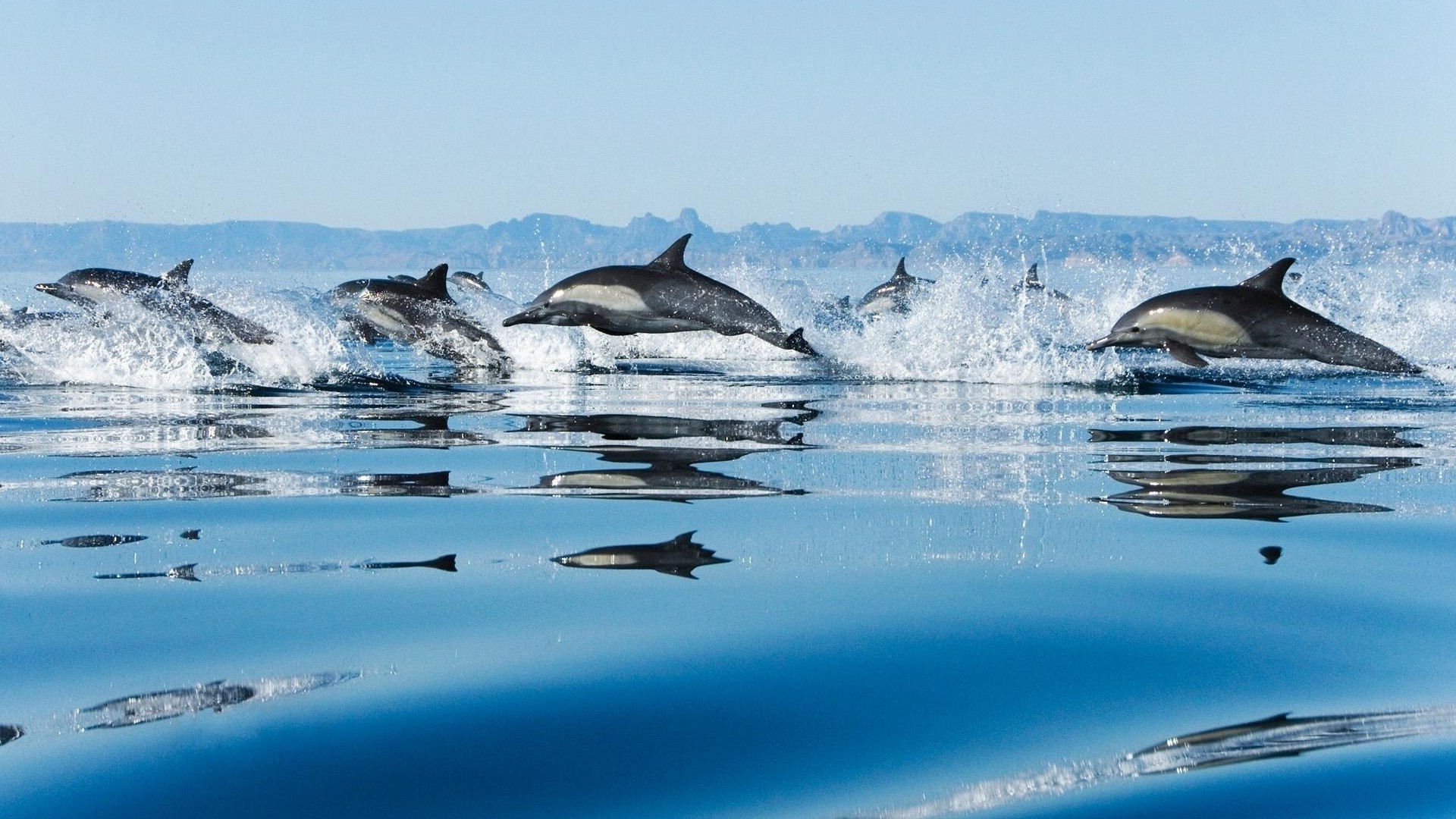 zwierzęta woda natura śnieg lód zima podróże na zewnątrz zimno morze ocean pływanie wakacje