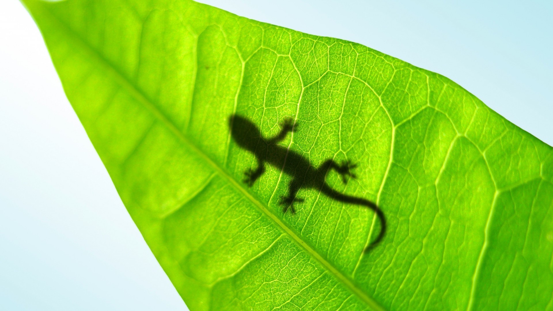 kreatywny liść flora wzrost natura środowisko ekologia środowisko deszcz biologia ogród jasny fotosynteza lato zbliżenie