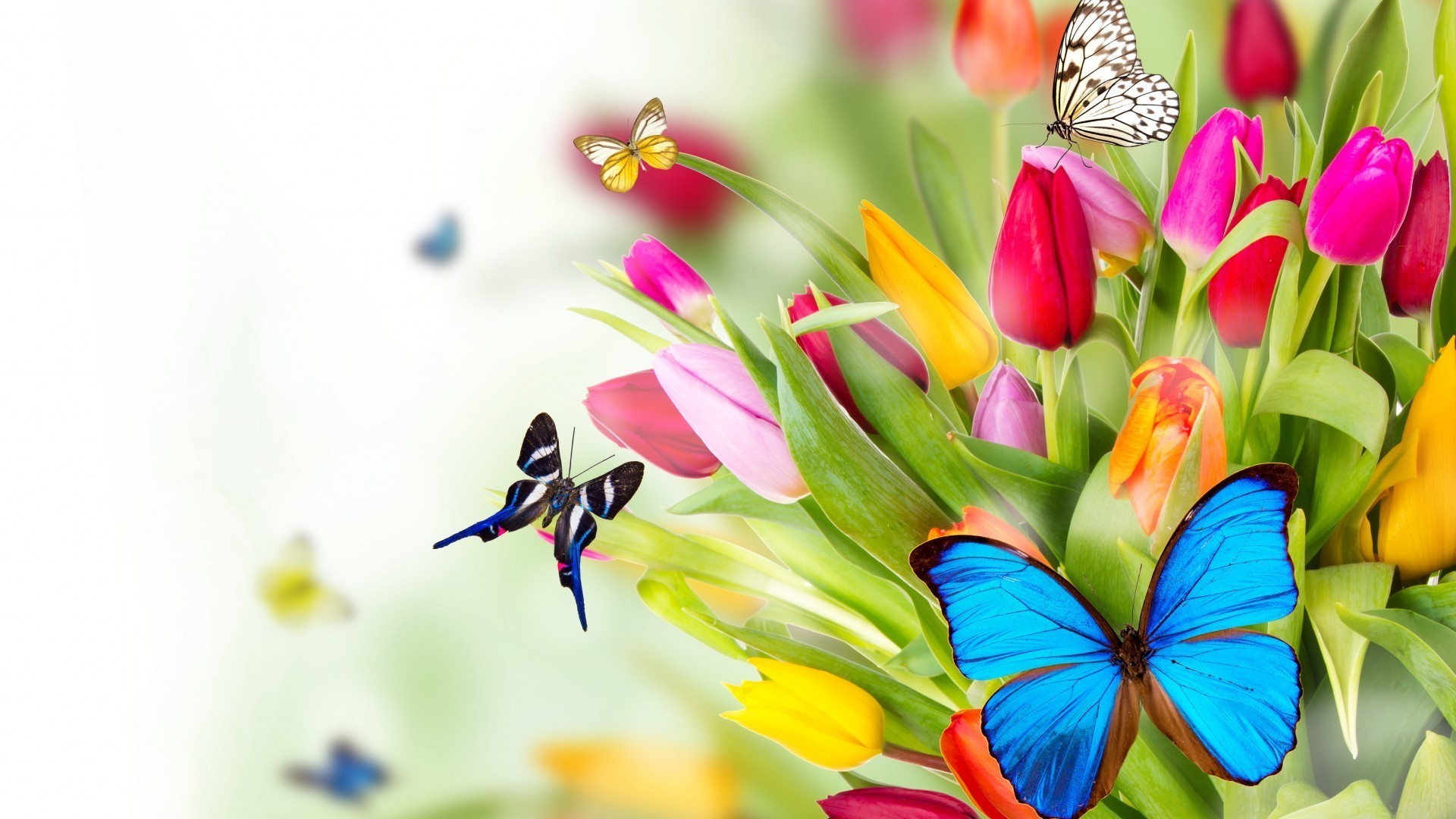 flowers nature butterfly summer flower insect flora leaf garden color bright floral beautiful