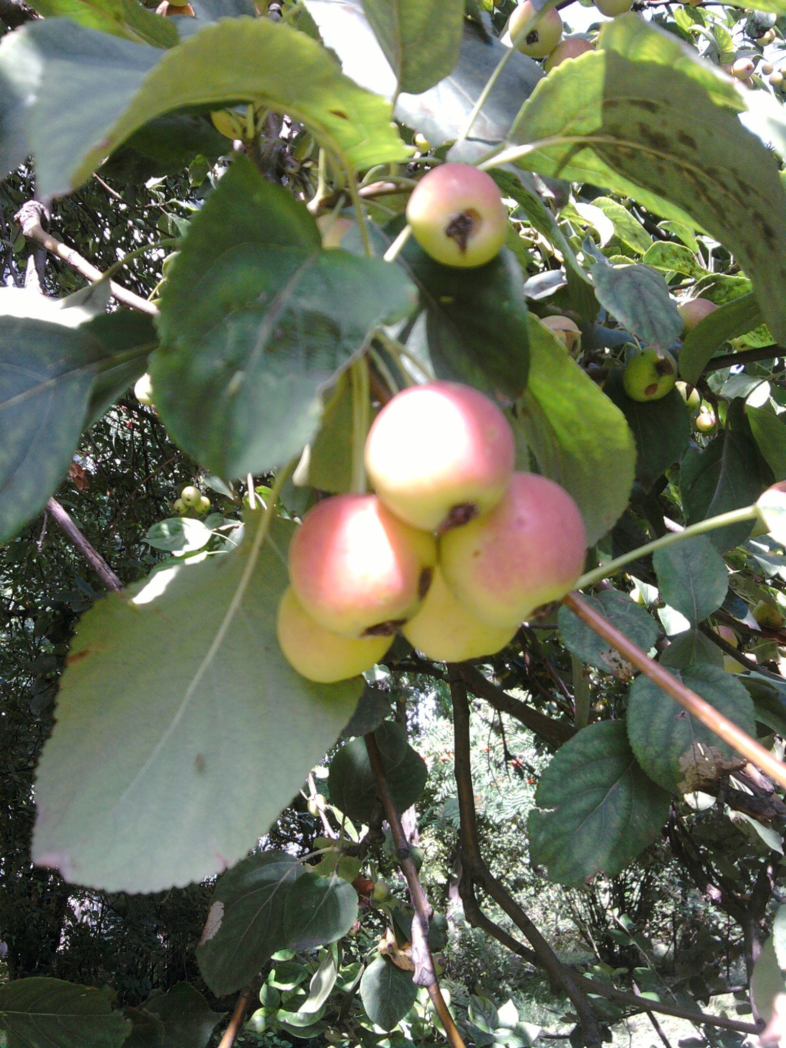 potager fruits nature feuille arbre alimentaire branche pomme à l extérieur flore pâturage agriculture ferme jardin saison été automne couleur en bonne santé lumineux