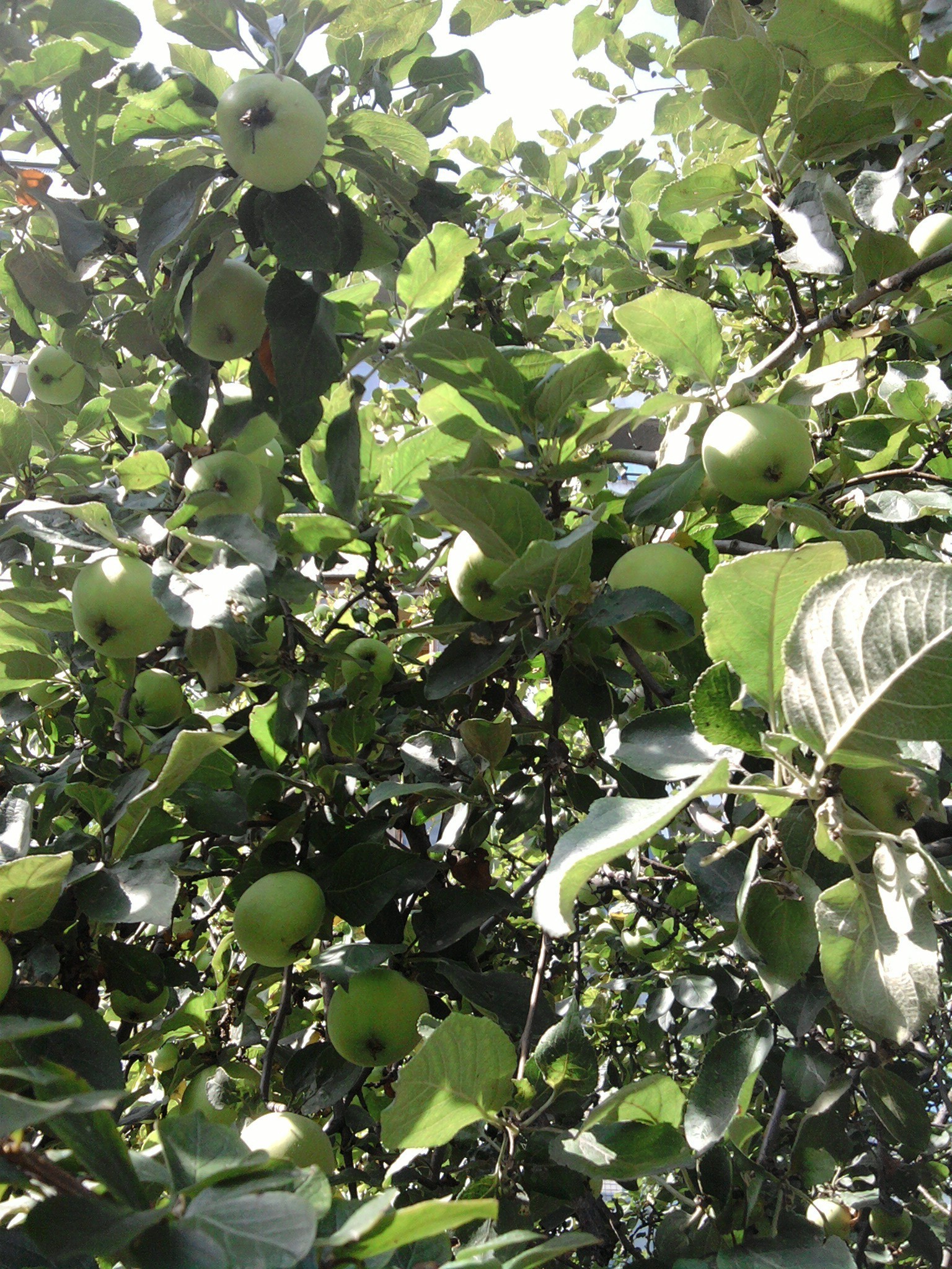 树木 水果 农业 树木 树枝 叶子 食物 自然 农场 植物 牧场 生长 户外 苹果 季节 悬挂 收获 花园 颜色