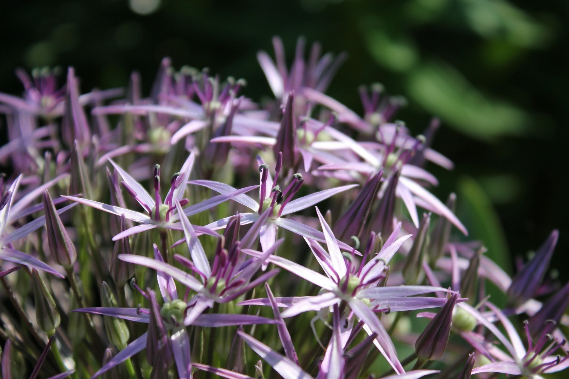 fleurs nature fleur flore été feuille à l extérieur jardin herbe sauvage