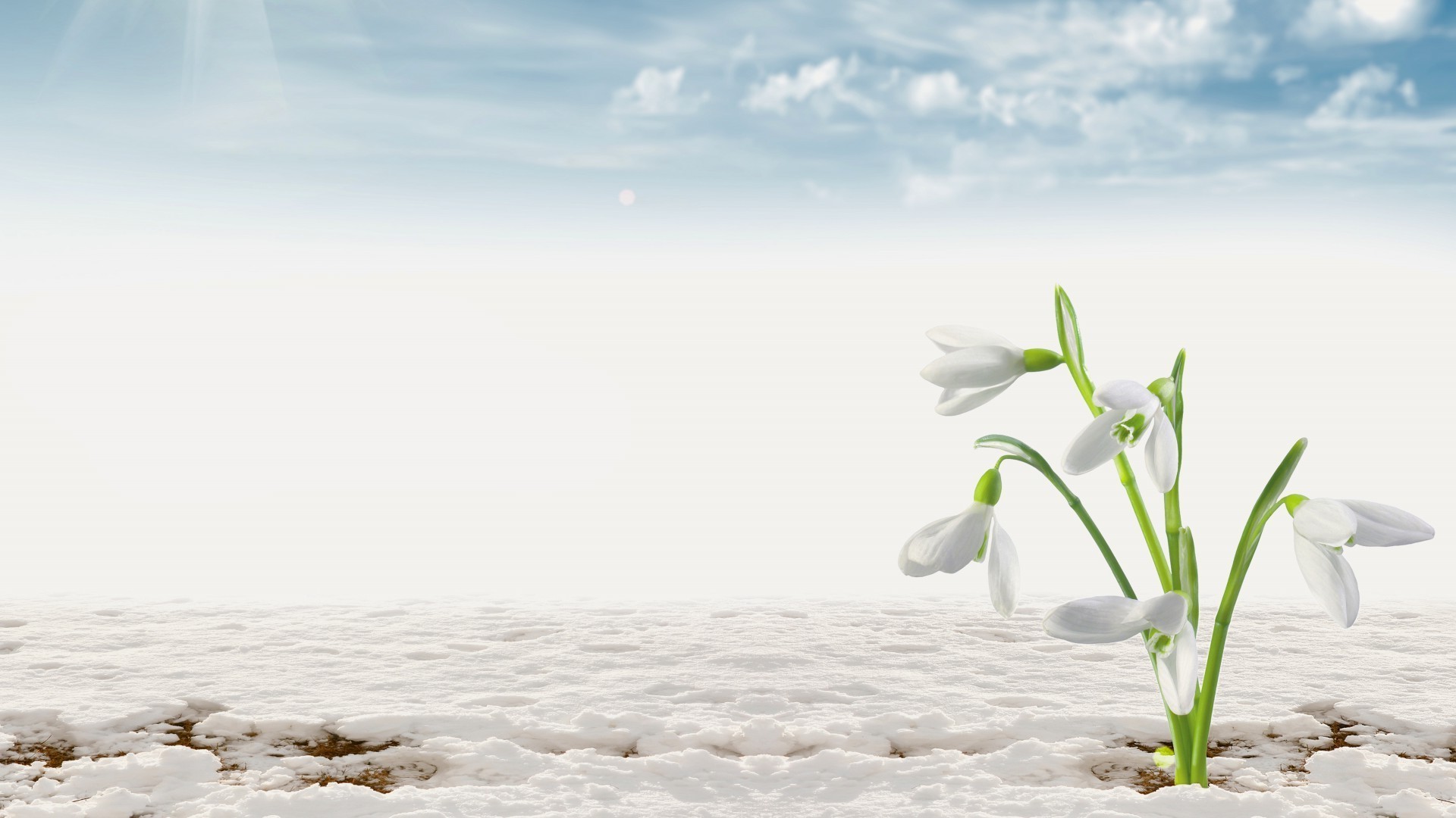 flowers in the snow nature water snow winter outdoors fair weather sky sand landscape summer beach cold sun sea