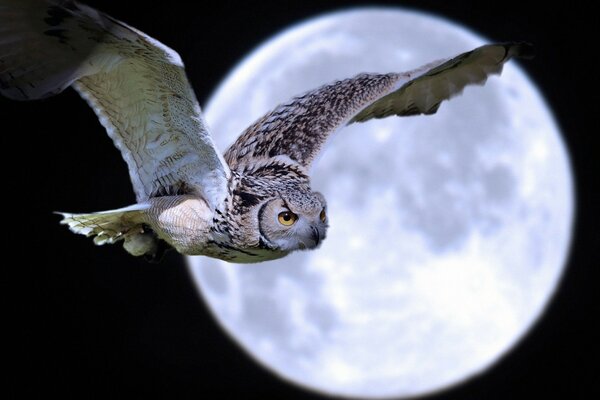 Hibou de nuit à la recherche de nourriture pour les poussins