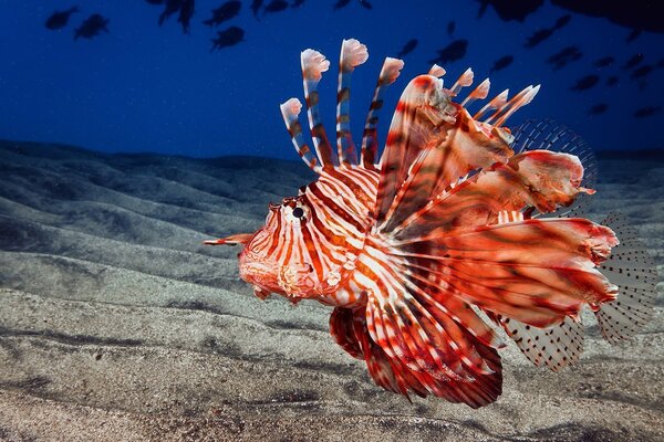 Pesce a strisce luminose vicino al fondo